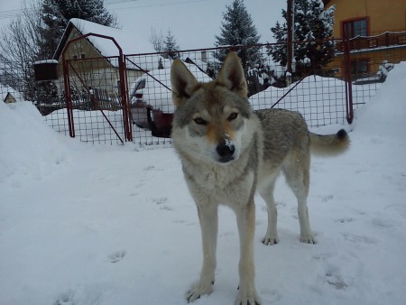 čsv, československý vlčiak, vlčiak ČSV